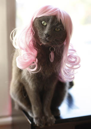 Illustration for article titled Glamorous Cat Wigs
